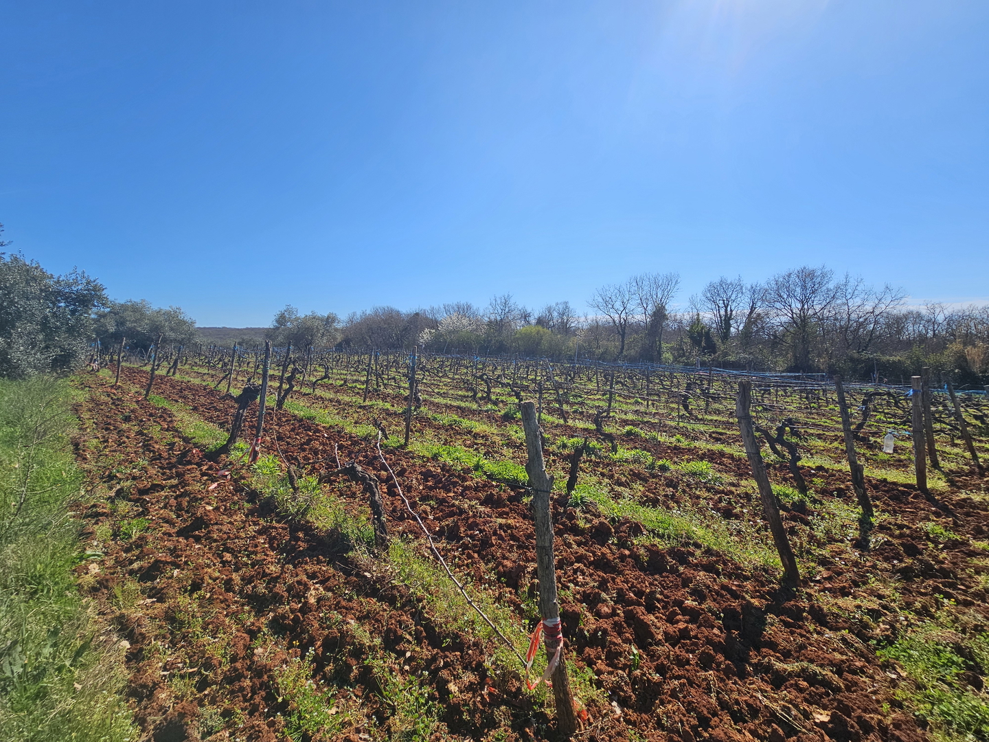 Poljoprivredno zemljište blizu Karigadora samo 2,5 km od mora i plaže