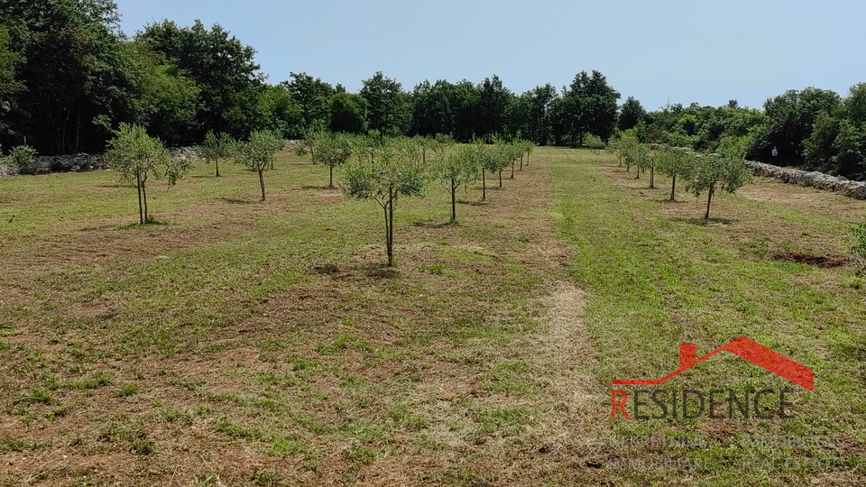 Bale, a beautiful olive grove with a view of the sea