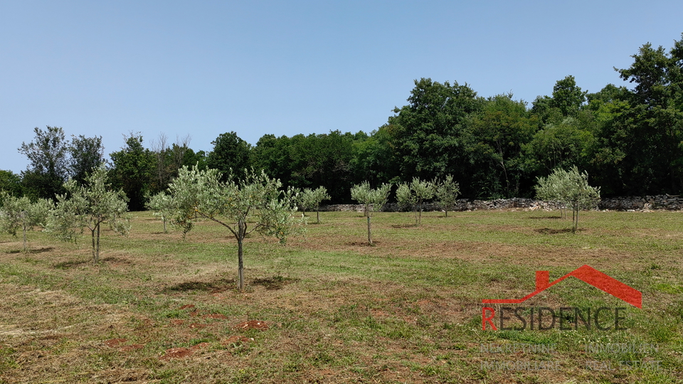 Bale, a beautiful olive grove with a view of the sea