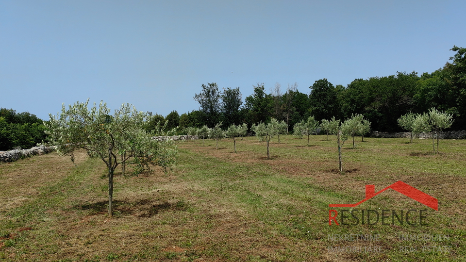 Bale, a beautiful olive grove with a view of the sea