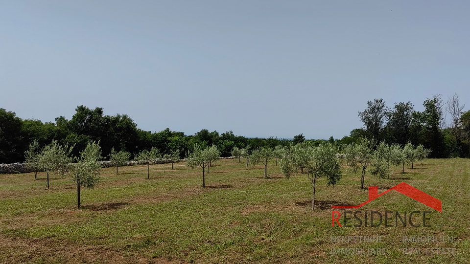 Bale, a beautiful olive grove with a view of the sea