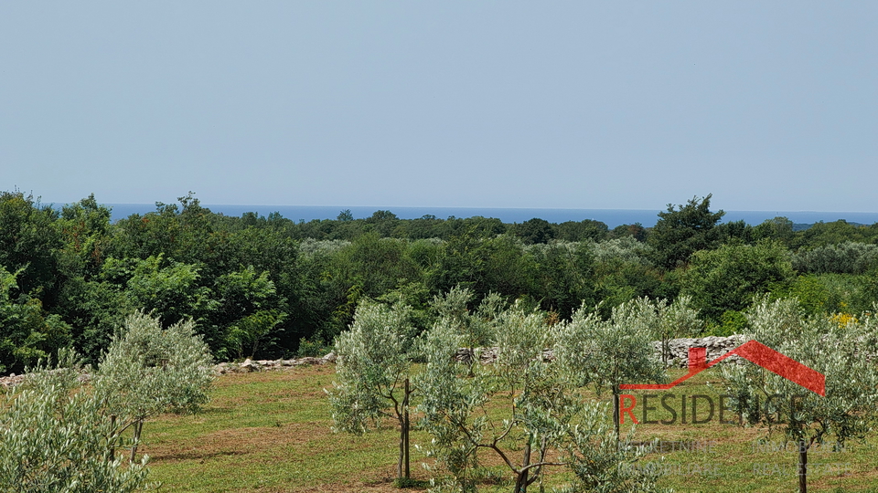 Bale, a beautiful olive grove with a view of the sea