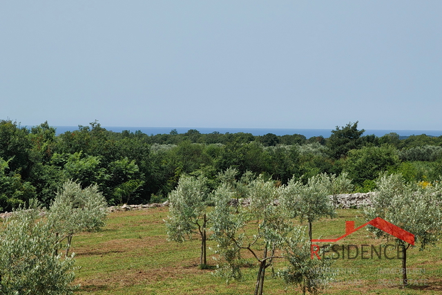 Bale, a beautiful olive grove with a view of the sea