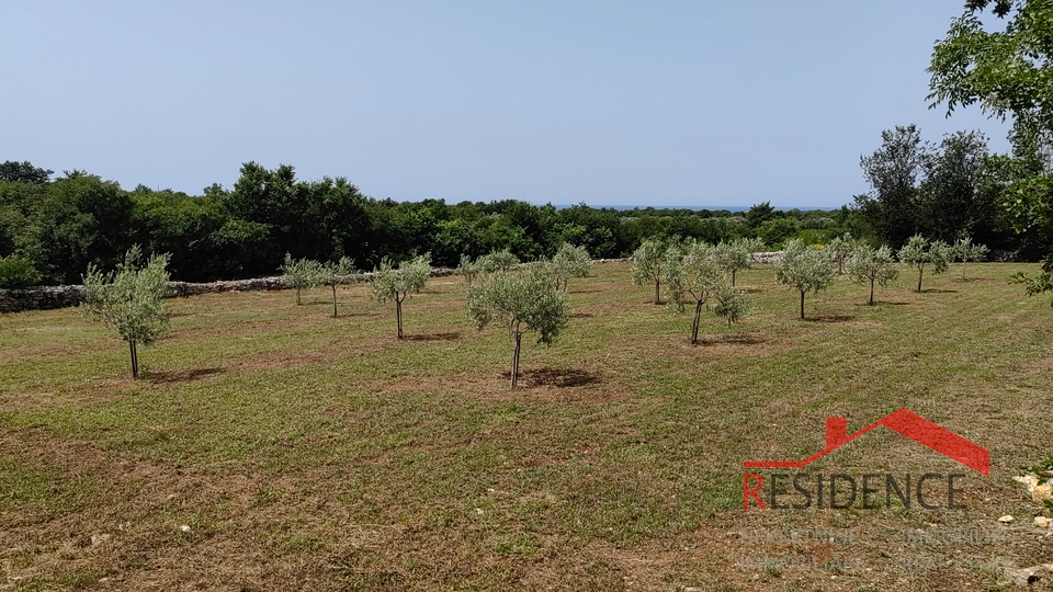 Bale, a beautiful olive grove with a view of the sea