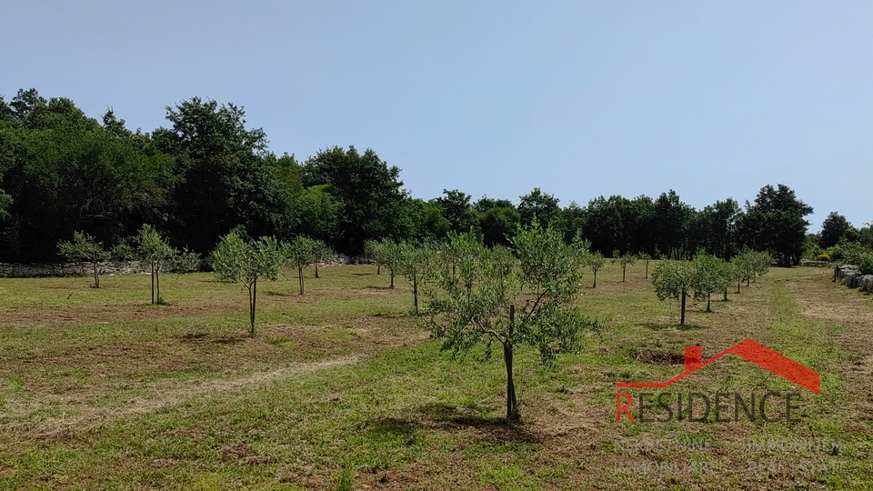 Bale, a beautiful olive grove with a view of the sea