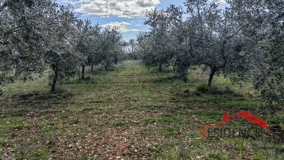 Vodnjan-Majmajola, maslinik s ruševinom i kažunom