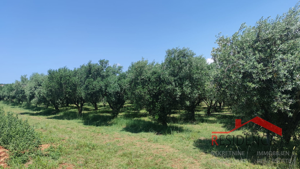 PULA- MONTE TURCO, OLIVE GROVE