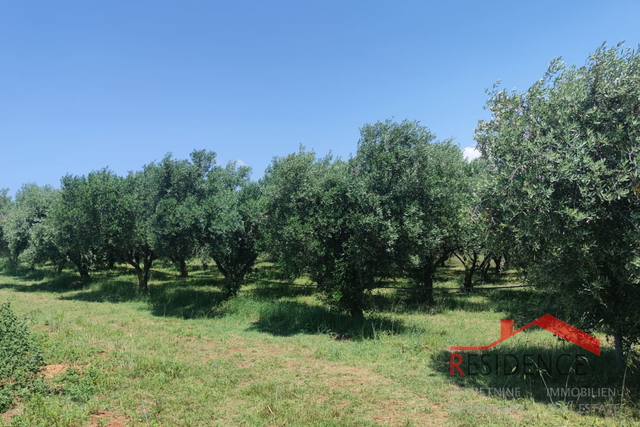 PULA- MONTE TURCO, OLIVE GROVE