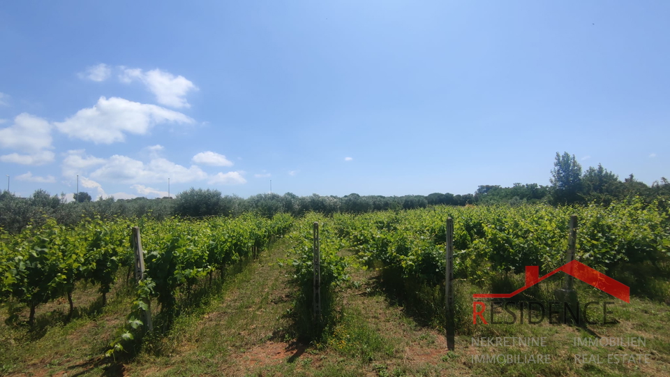 PULA- MONTE TURCO, OLIVE GROVE