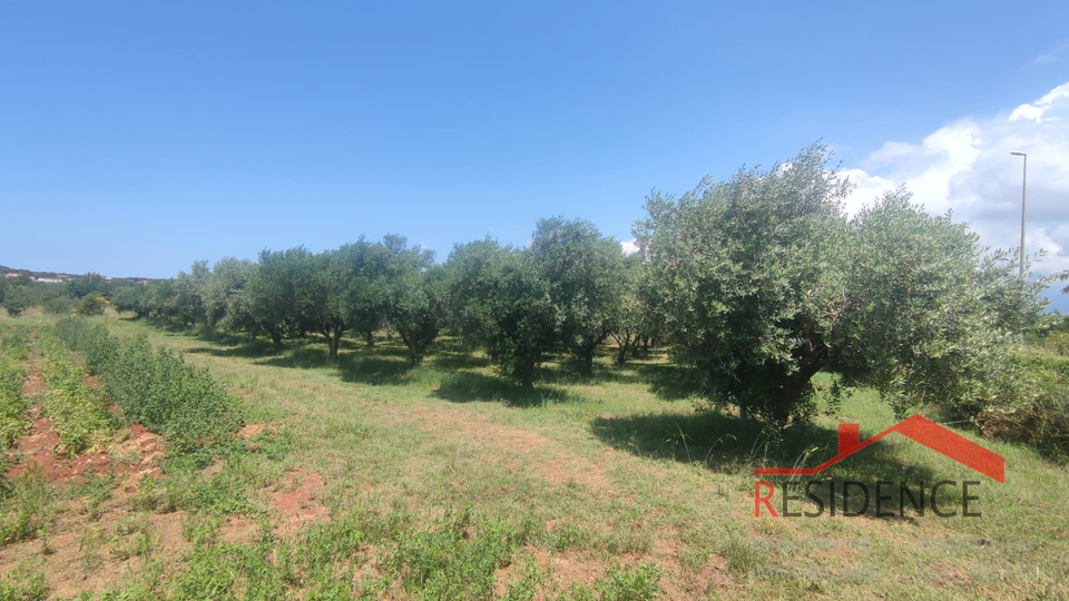 PULA- MONTE TURCO, OLIVE GROVE