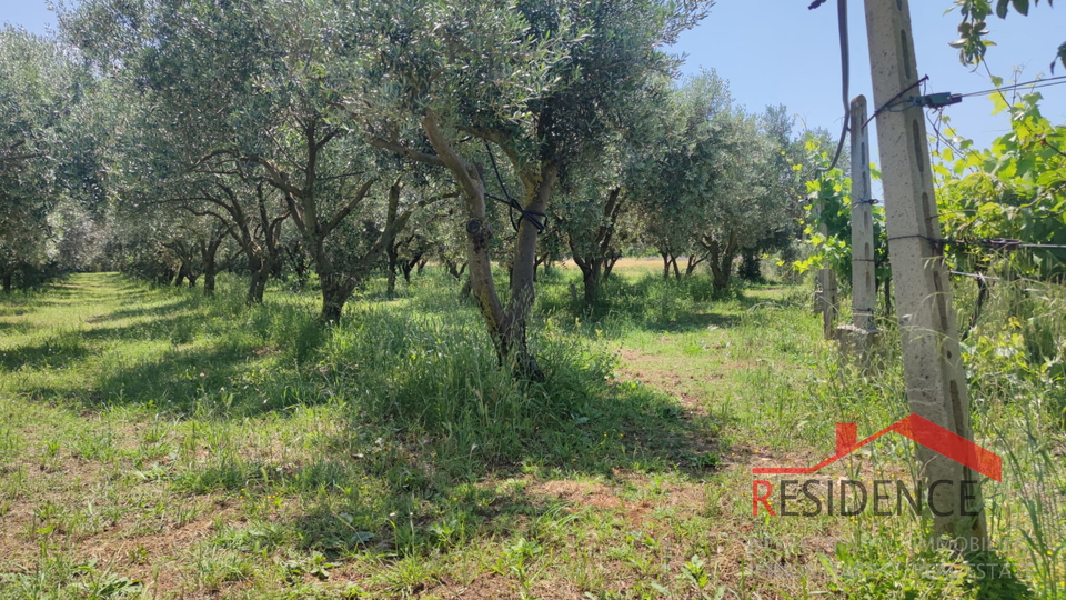 PULA- MONTE TURCO, OLIVE GROVE