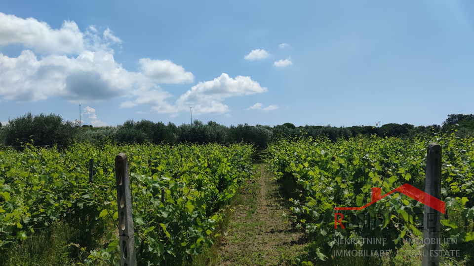 PULA- MONTE TURCO, OLIVE GROVE