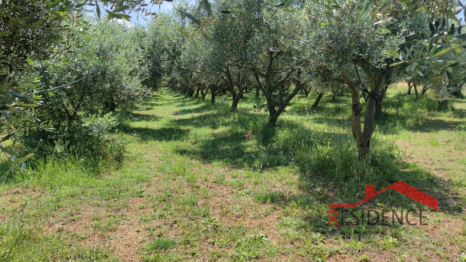 PULA- MONTE TURCO, OLIVE GROVE