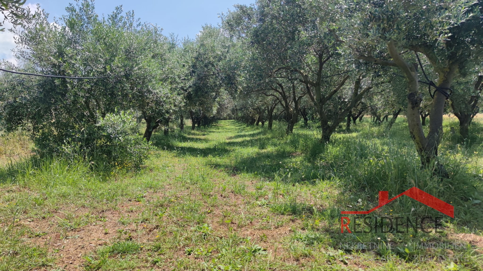 PULA- MONTE TURCO, OLIVE GROVE