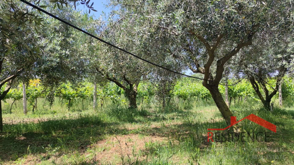 PULA- MONTE TURCO, OLIVE GROVE