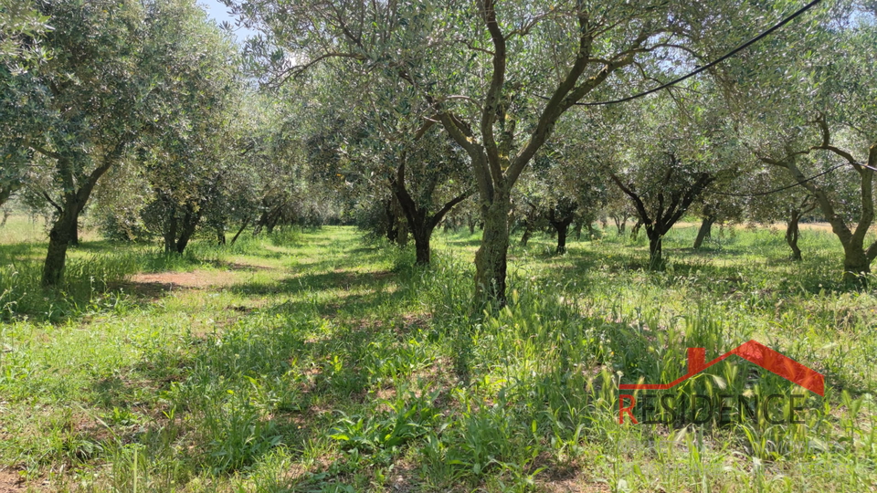 PULA- MONTE TURCO, OLIVE GROVE