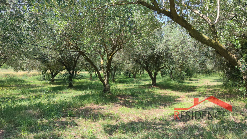 PULA- MONTE TURCO, OLIVE GROVE