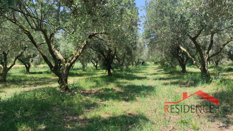 PULA- MONTE TURCO, OLIVE GROVE