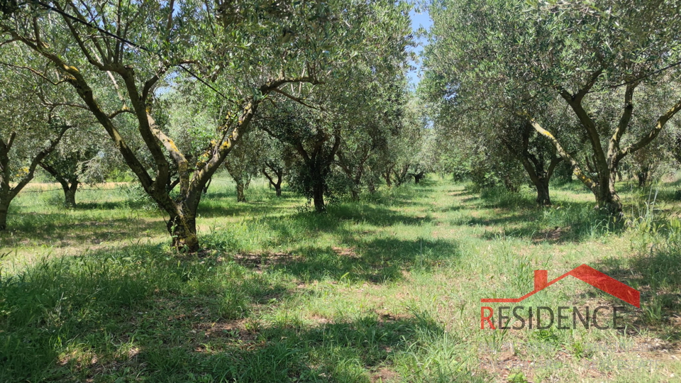 PULA- MONTE TURCO, OLIVE GROVE