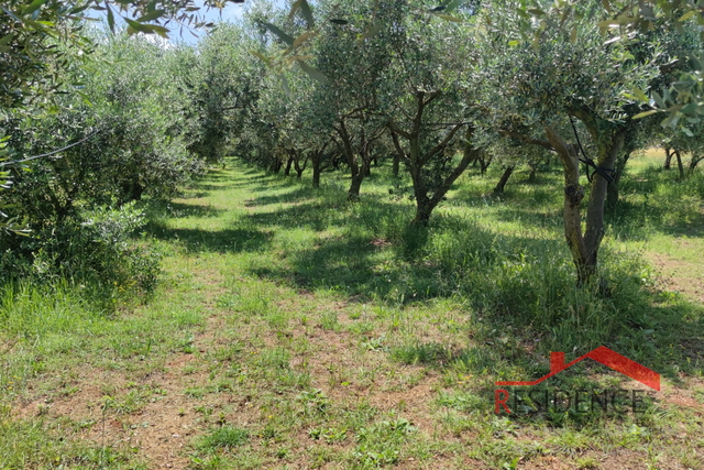 PULA- MONTE TURCO, OLIVE GROVE