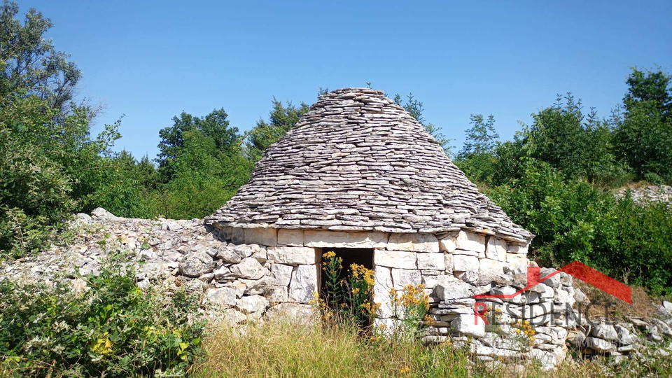 Olivenhain in Vodnjan-Šalvela