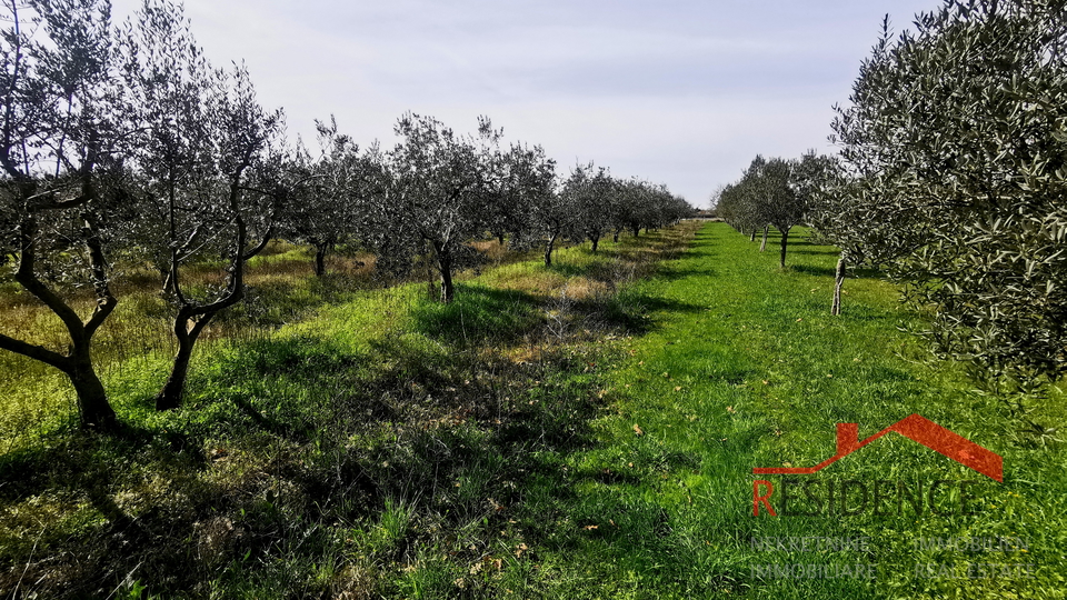 Dignano, terreno agricolo - uliveto