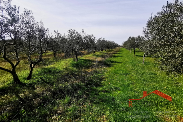 Dignano, terreno agricolo - uliveto