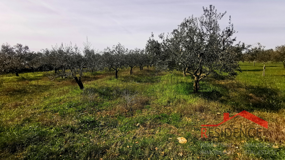 Dignano, terreno agricolo - uliveto