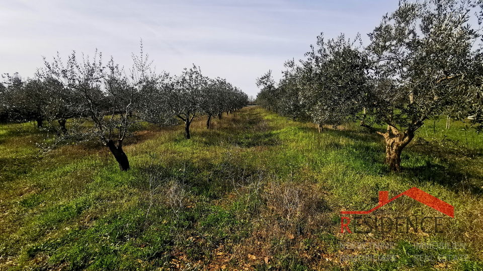 Dignano, terreno agricolo - uliveto