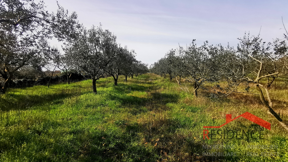 Dignano, terreno agricolo - uliveto