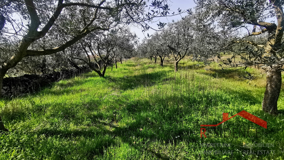 Dignano, terreno agricolo - uliveto