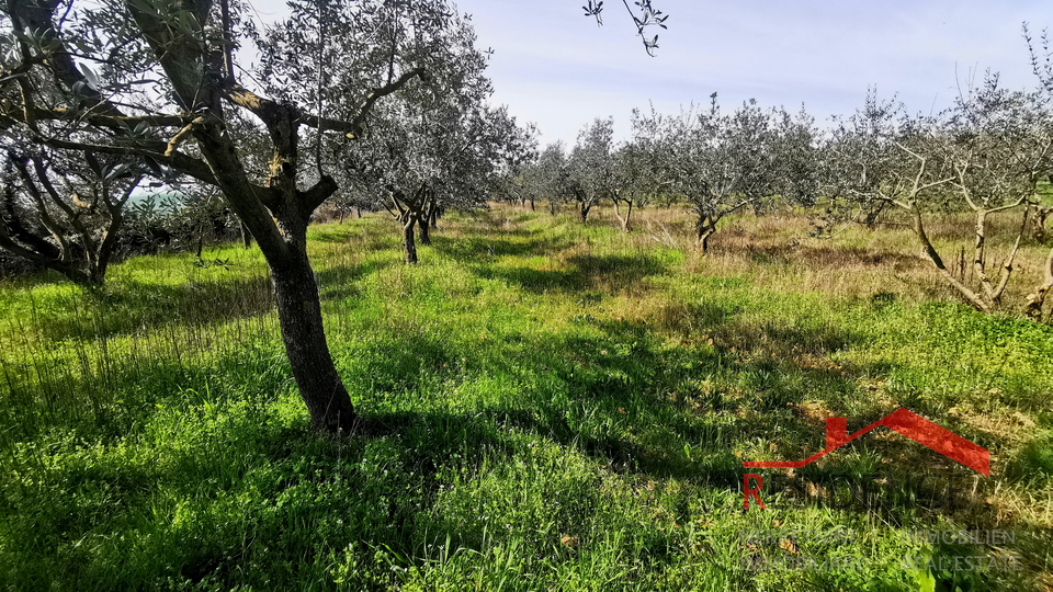 Dignano, terreno agricolo - uliveto