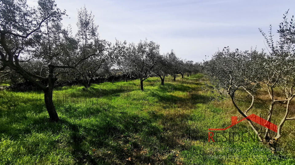 Dignano, terreno agricolo - uliveto