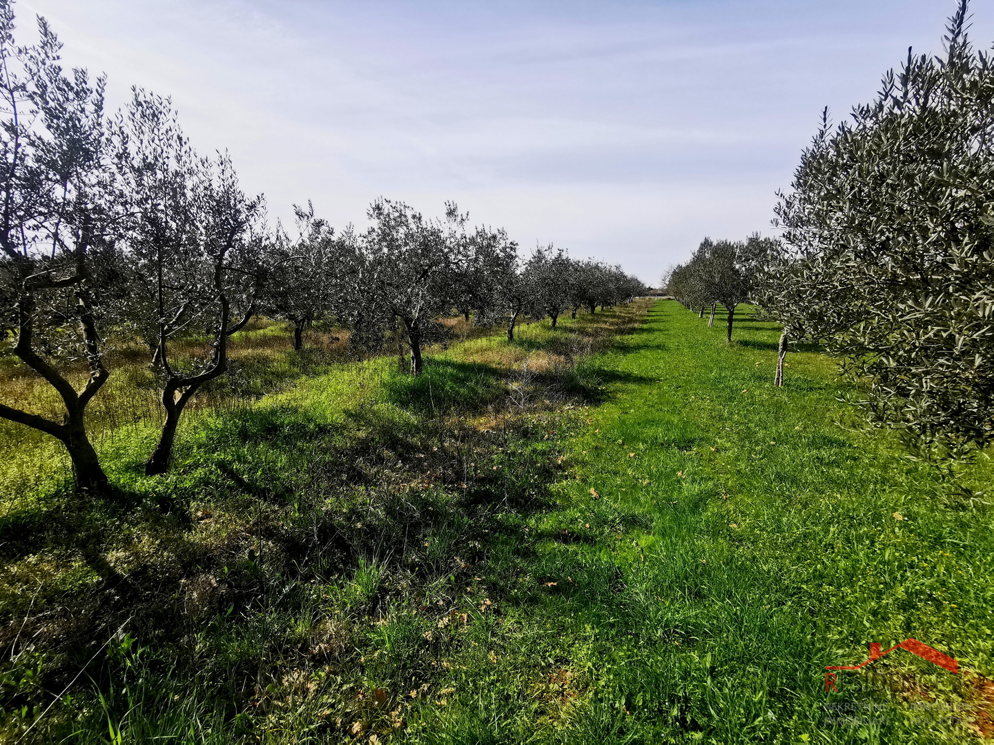 Vodnjan, Ackerland – Olivenhain