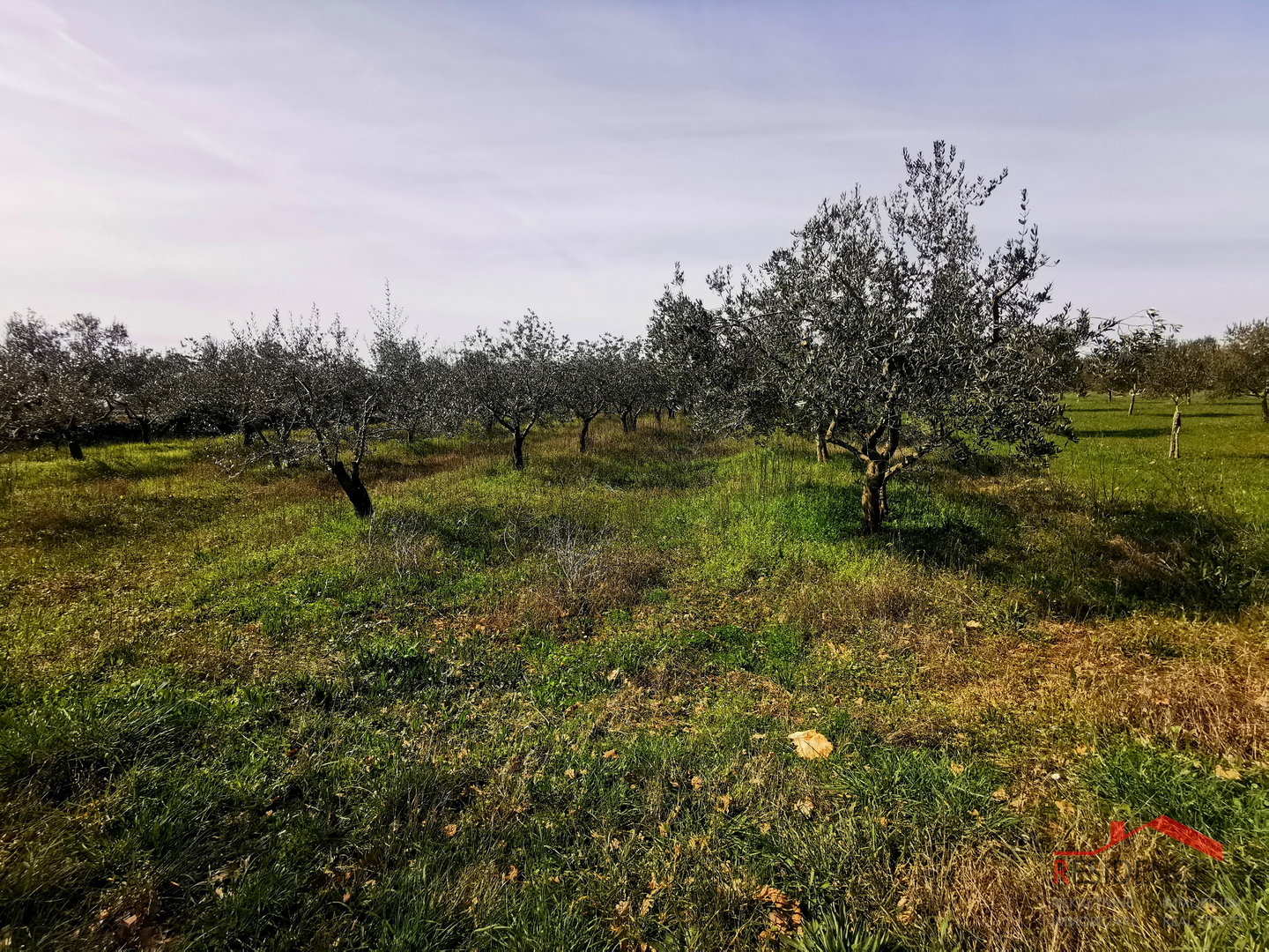 Vodnjan, Ackerland – Olivenhain
