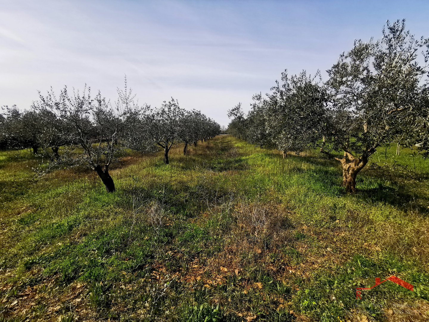 Vodnjan, Ackerland – Olivenhain