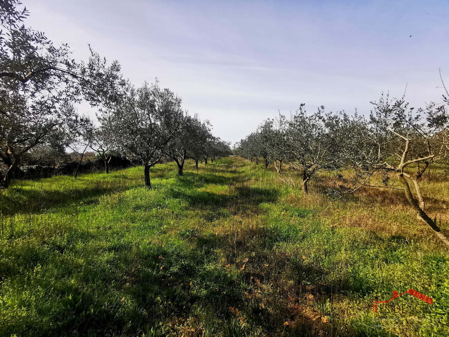 Vodnjan, Ackerland – Olivenhain