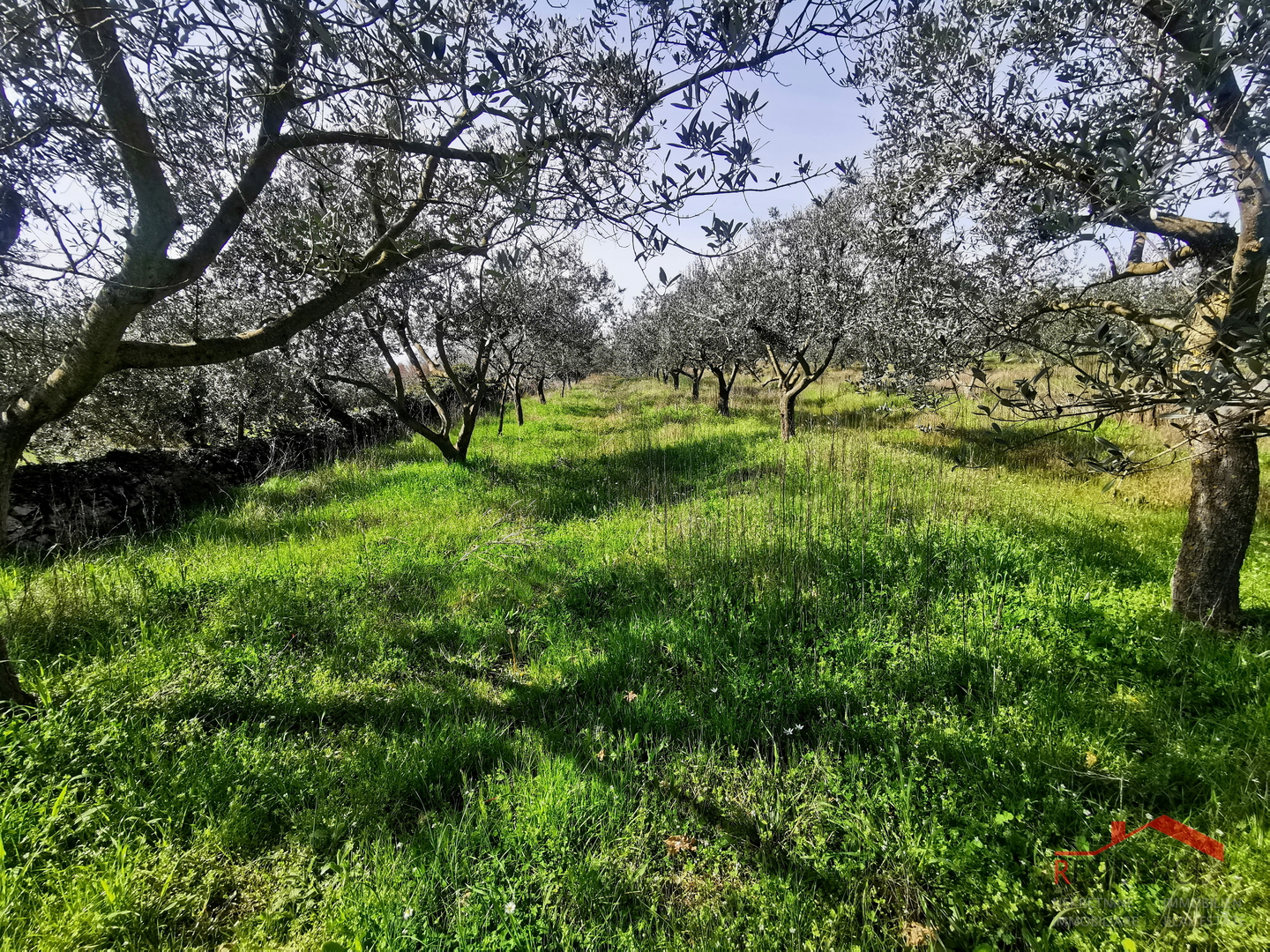 Vodnjan, Ackerland – Olivenhain