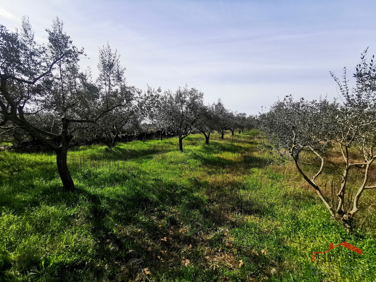 Vodnjan, Ackerland – Olivenhain