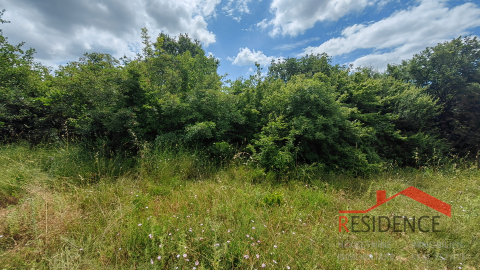 Galižana, a forest along the Istrian Y