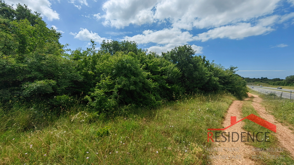 Galižana, a forest along the Istrian Y