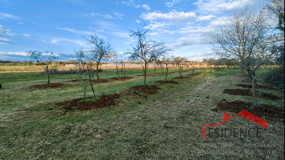 Banjole, landwirtschaftliches Land mit Olivenhain und Wasser