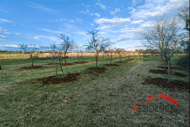 Banjole, landwirtschaftliches Land mit Olivenhain und Wasser