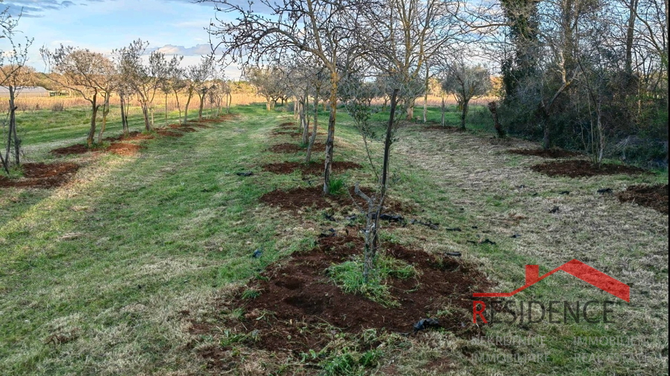 Banjole, landwirtschaftliches Land mit Olivenhain und Wasser