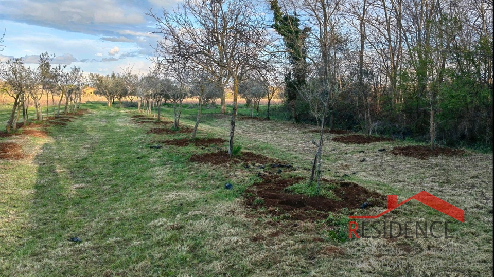 Banjole, landwirtschaftliches Land mit Olivenhain und Wasser