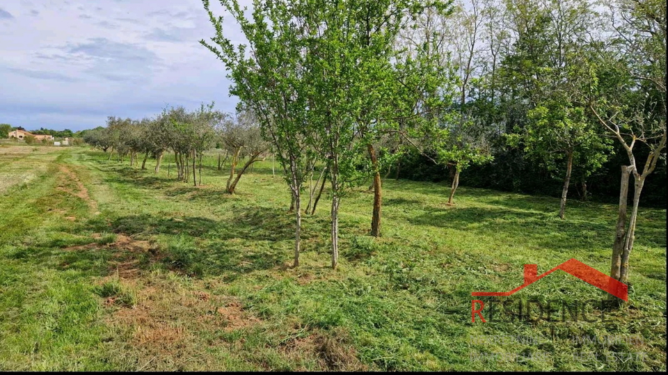 Banjole, landwirtschaftliches Land mit Olivenhain und Wasser