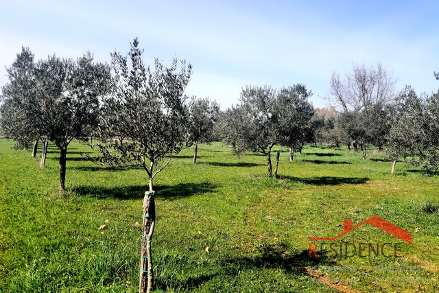 Dignano, terreno agricolo