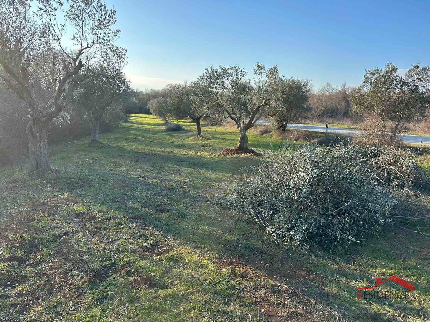 Bale, a beautiful olive grove by the road