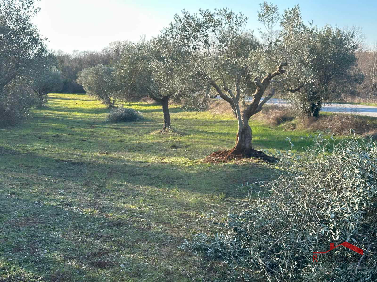 Bale, a beautiful olive grove by the road