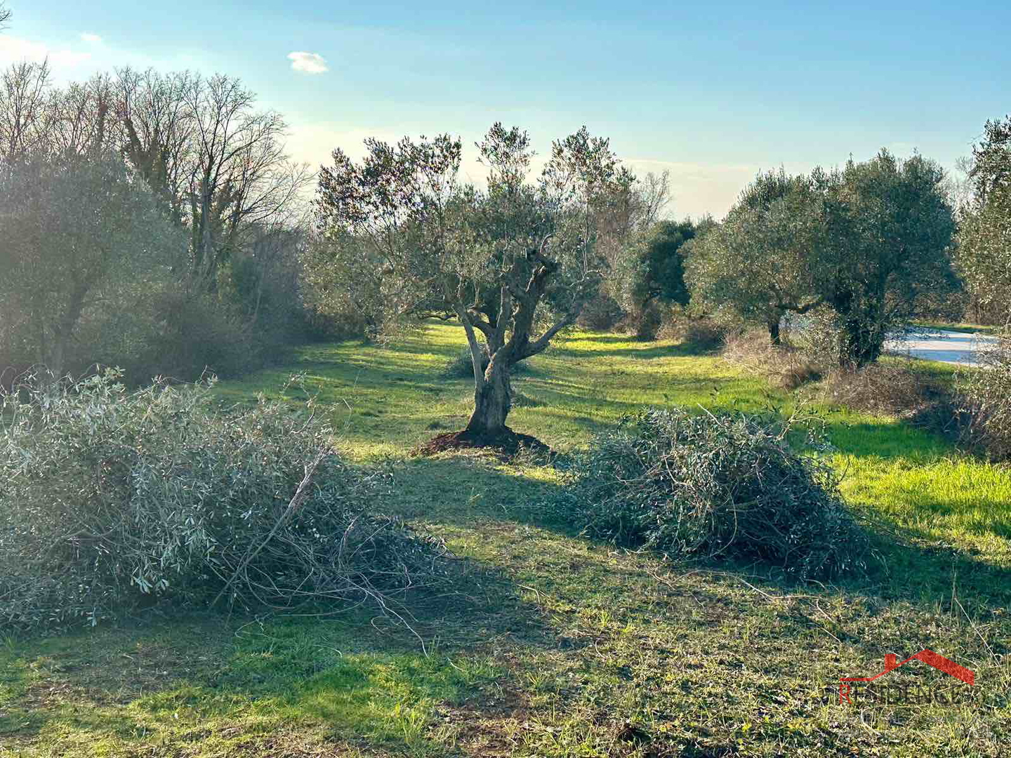 Bale, a beautiful olive grove by the road